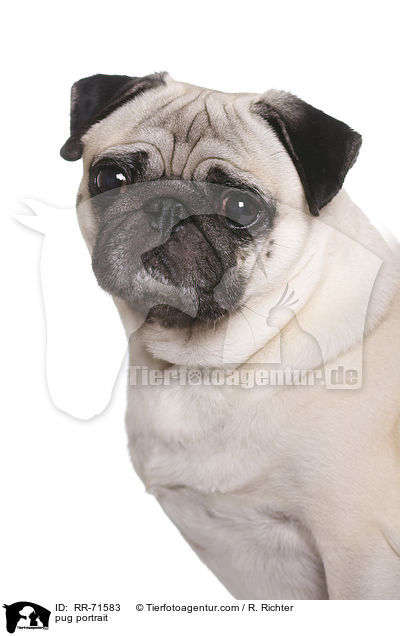 pug portrait / RR-71583