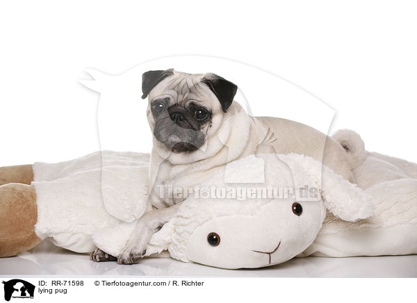liegender Mops / lying pug / RR-71598