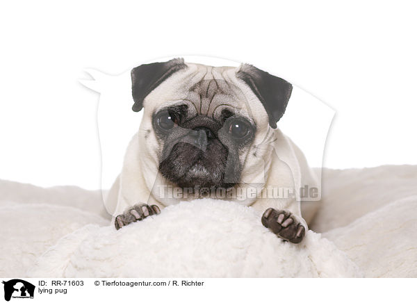 liegender Mops / lying pug / RR-71603