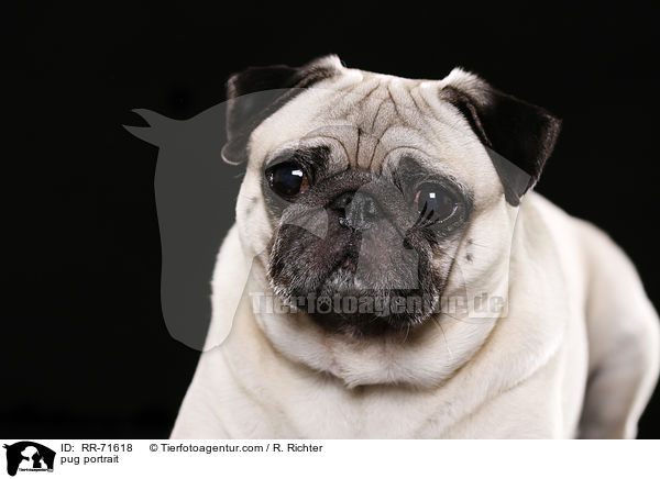 pug portrait / RR-71618