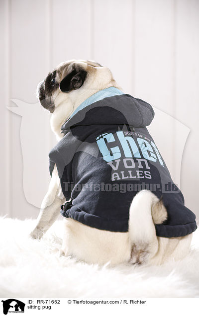 sitzender Mops / sitting pug / RR-71652