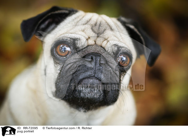 pug portrait / RR-72095