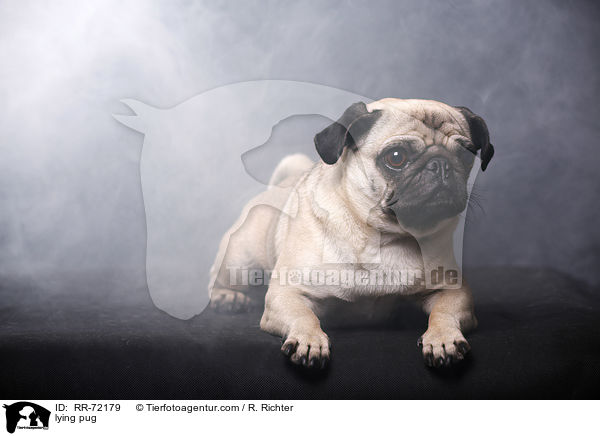 liegender Mops / lying pug / RR-72179