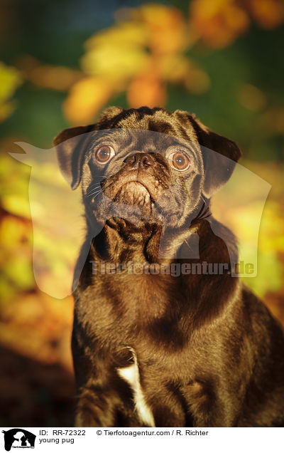 junger Mops / young pug / RR-72322