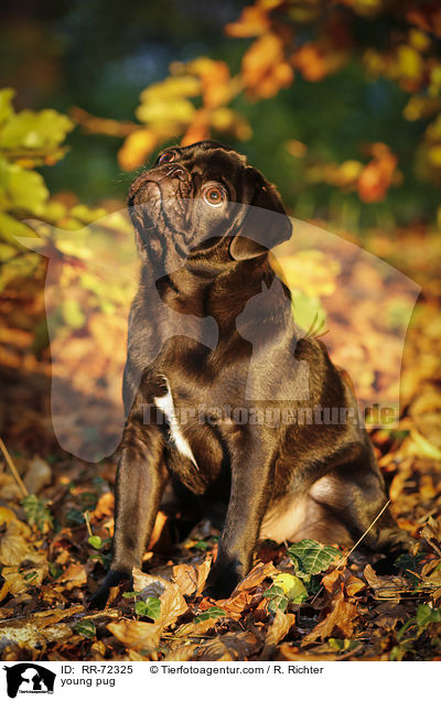 junger Mops / young pug / RR-72325