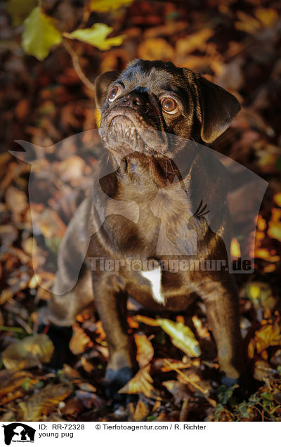 junger Mops / young pug / RR-72328