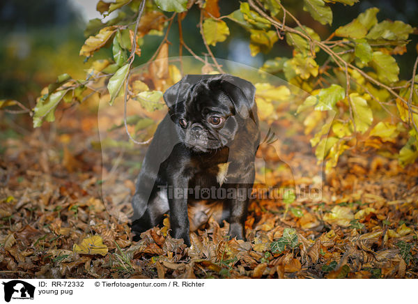 junger Mops / young pug / RR-72332