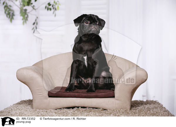 junger Mops / young pug / RR-72352