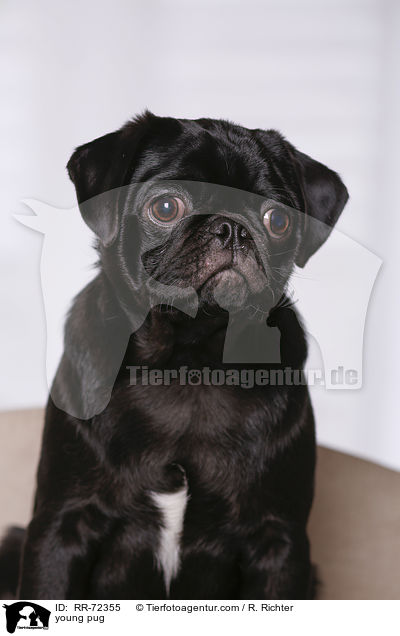 junger Mops / young pug / RR-72355
