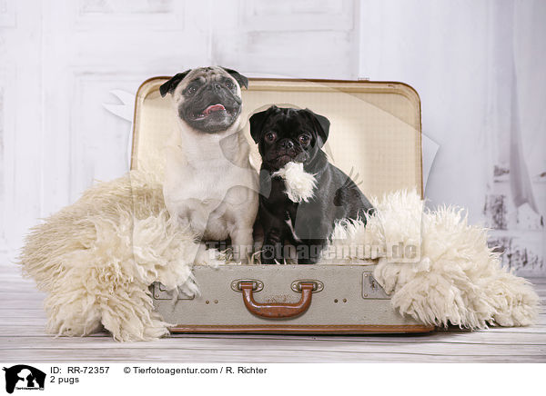2 Mpse / 2 pugs / RR-72357