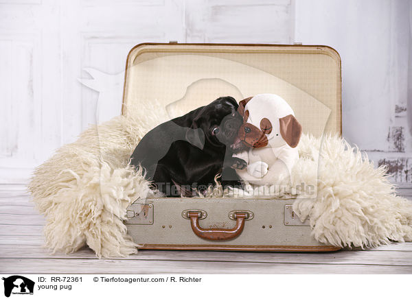 junger Mops / young pug / RR-72361