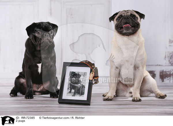 2 Mpse / 2 pugs / RR-72385