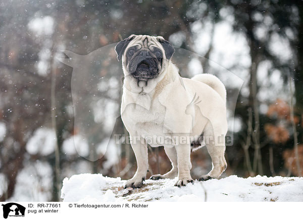 Mops im Winter / pug at winter / RR-77661