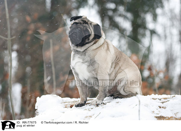 Mops im Winter / pug at winter / RR-77675