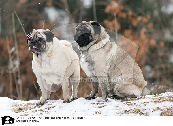zwei Mpse im Schnee / two pugs in snow / RR-77679
