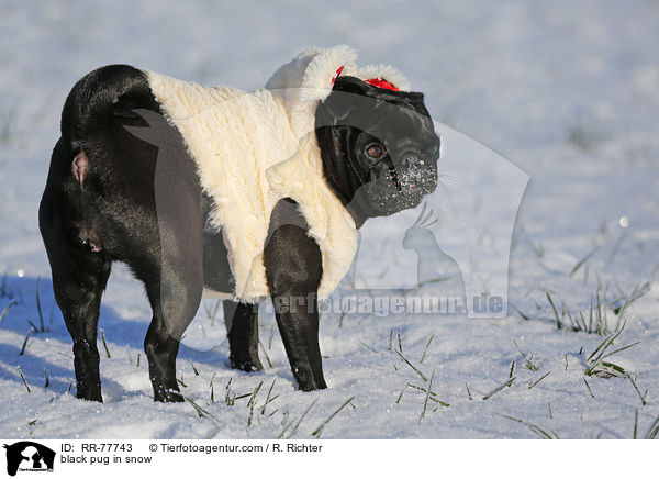 schwarzer Mops im Schnee / black pug in snow / RR-77743