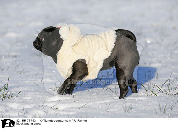 schwarzer Mops im Schnee / black pug in snow / RR-77753