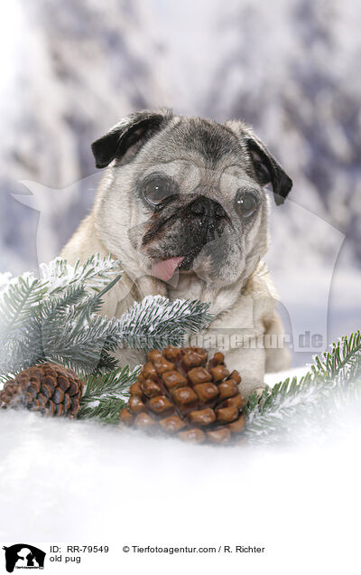 alter Mops / old pug / RR-79549