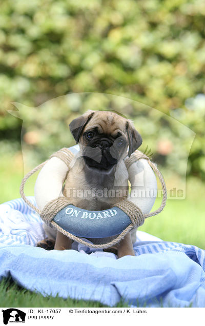 Mops Welpe / pug puppy / KL-17057