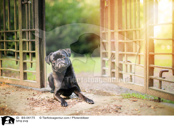 liegender Mops / lying pug / BS-06175