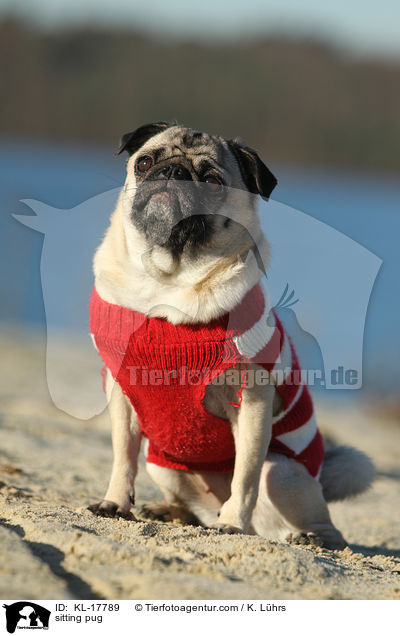 sitzender Mops / sitting pug / KL-17789