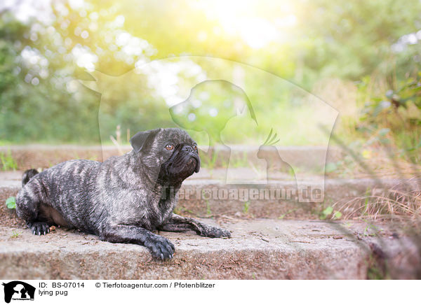 liegender Mops / lying pug / BS-07014