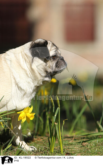 Mops / pug / KL-18522