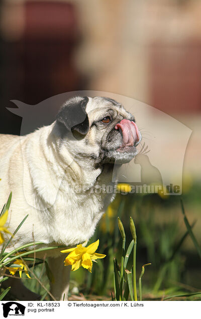Mops Portrait / pug portrait / KL-18523