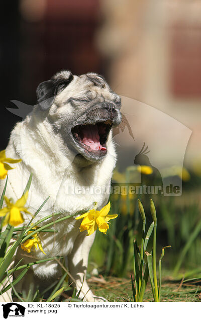 ghnender Mops / yawning pug / KL-18525