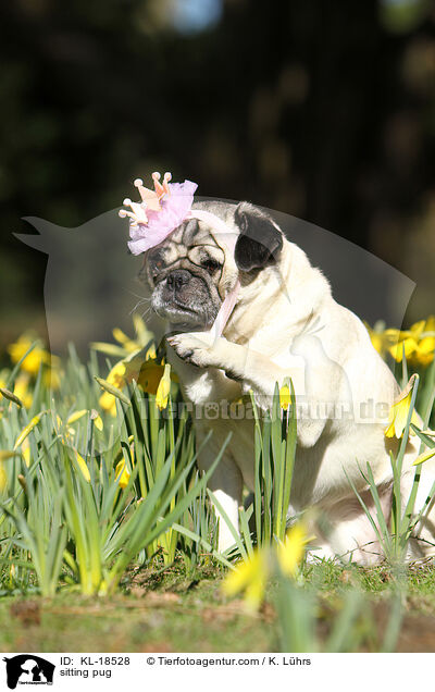 sitzender Mops / sitting pug / KL-18528