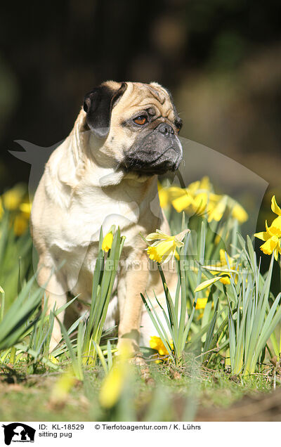 sitzender Mops / sitting pug / KL-18529
