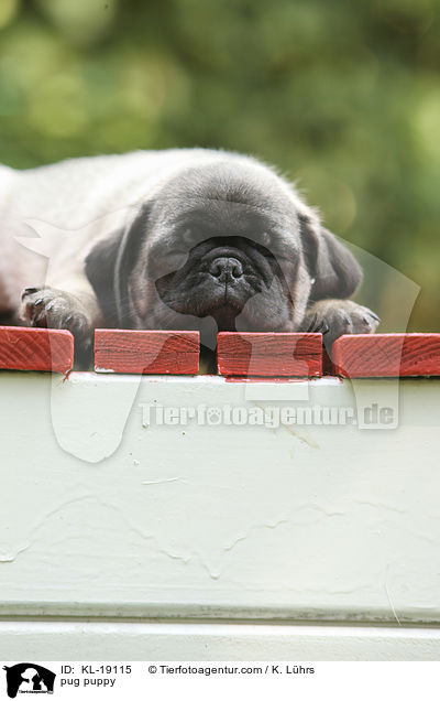 Mops Welpe / pug puppy / KL-19115