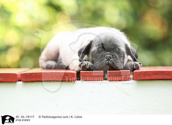 Mops Welpe / pug puppy / KL-19117