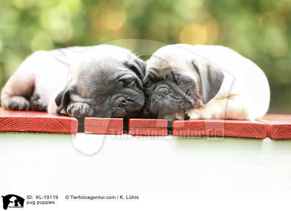 Mops Welpen / pug puppies / KL-19119