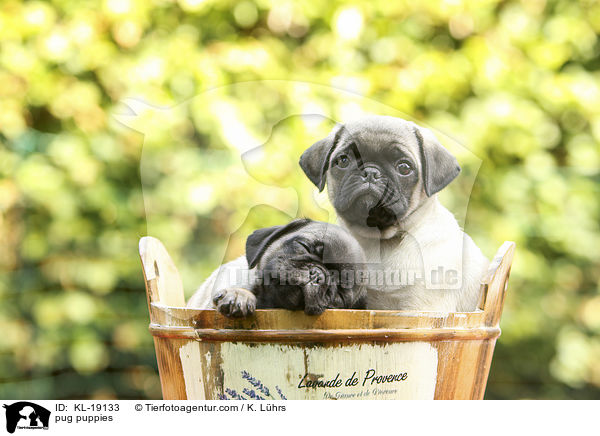 Mops Welpen / pug puppies / KL-19133
