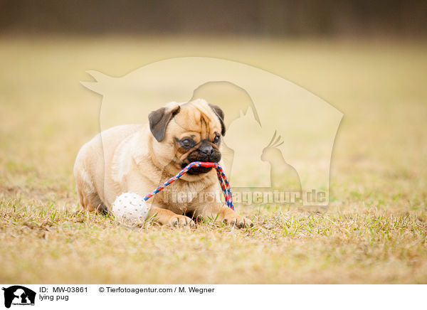 liegender Mops / lying pug / MW-03861