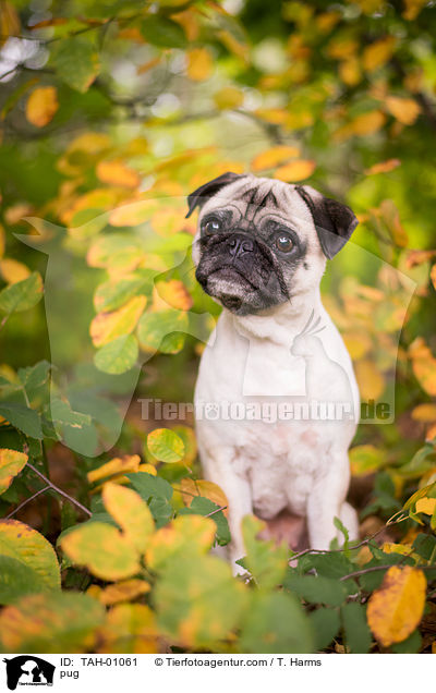 Mops / pug / TAH-01061