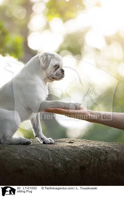 sitting Pug / LT-01052