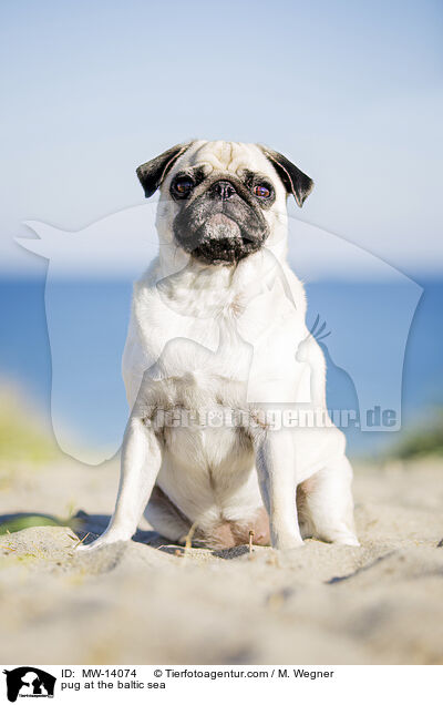 pug at the baltic sea / MW-14074