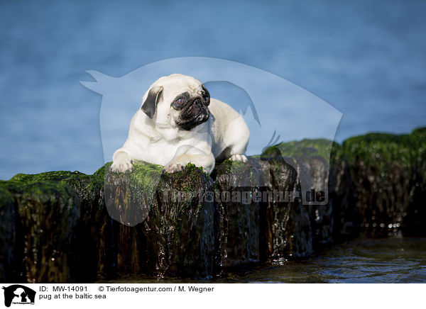 Mops an der Ostsee / pug at the baltic sea / MW-14091