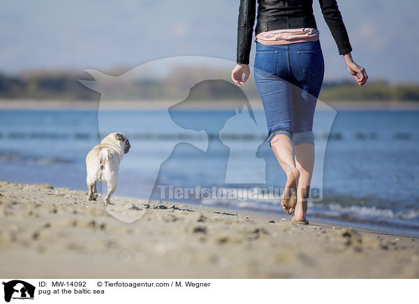 Mops an der Ostsee / pug at the baltic sea / MW-14092