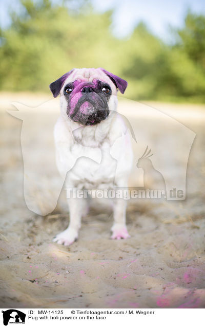 Mops mit Holipulver im Gesicht / Pug with holi powder on the face / MW-14125