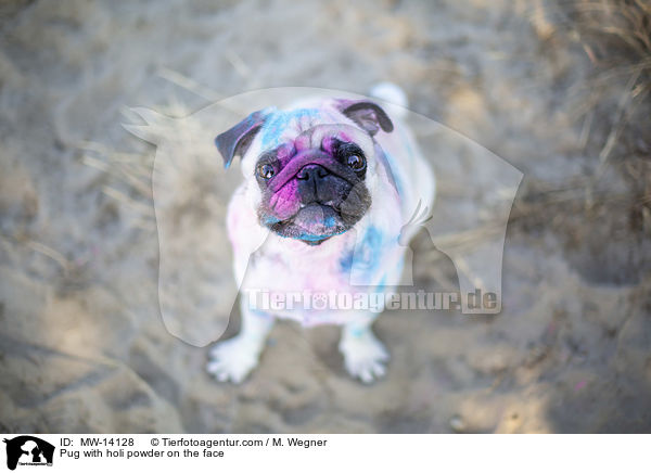 Mops mit Holipulver im Gesicht / Pug with holi powder on the face / MW-14128