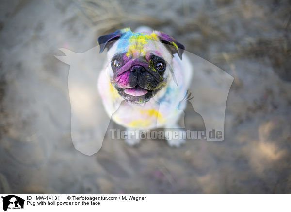 Pug with holi powder on the face / MW-14131