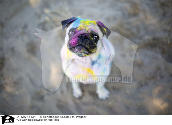 Mops mit Holipulver im Gesicht / Pug with holi powder on the face / MW-14134