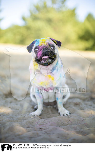 Mops mit Holipulver im Gesicht / Pug with holi powder on the face / MW-14137