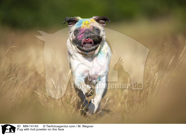 Pug with holi powder on the face / MW-14140