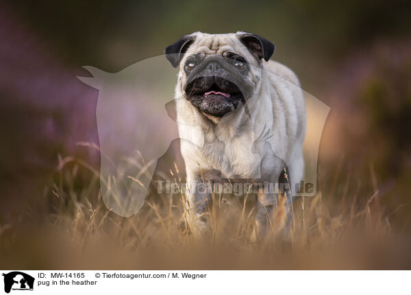 Mops in der Heide / pug in the heather / MW-14165