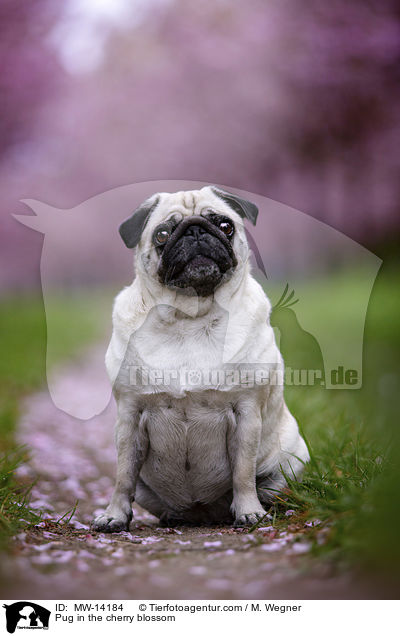 Mops in der Kirschblte / Pug in the cherry blossom / MW-14184