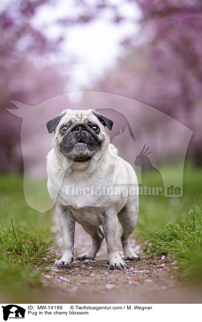 Mops in der Kirschblte / Pug in the cherry blossom / MW-14199